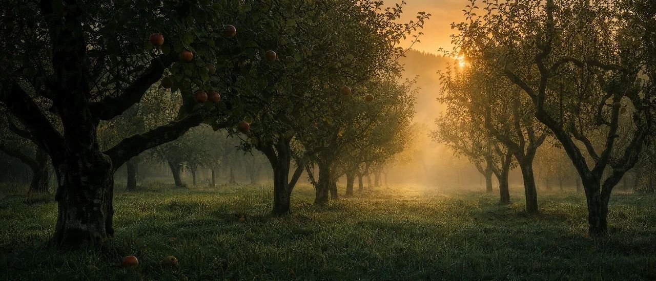 Verger de pommiers au lever du soleil